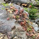Toxicodendron diversilobum habit picture by WoodDude (cc-by-sa)