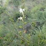 Turraea mombassana habit picture by susan brown (cc-by-sa)