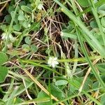 Arenaria serpyllifolia habit picture by Gaël Covain (cc-by-sa)