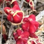 Mesembryanthemum crystallinum fruit picture by Centeno Juan D (cc-by-sa)
