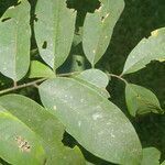 Dalbergia melanocardium leaf picture by Nelson Zamora Villalobos (cc-by-nc)