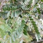 Sophora denudata leaf picture by doumé (cc-by-sa)