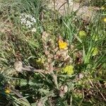 Crepis vesicaria habit picture by Palmieri Nicola (cc-by-sa)