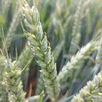 Triticum aestivum flower picture by Wilma vd Kraats (cc-by-sa)