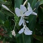 Hedychium coronarium flower picture by Andersen Lee (cc-by-sa)