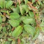 Corchorus aestuans leaf picture by Kassim Mohammad (cc-by-sa)