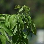 Wrightia arborea leaf picture by Rakesh Verma (cc-by-sa)
