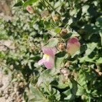 Antirrhinum hispanicum flower picture by Rodrigo Pacheco (cc-by-sa)