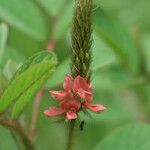 Indigofera hirsuta flower picture by R. Tournebize (cc-by-sa)