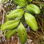 Guioa villosa leaf picture by nicoplant (cc-by-sa)