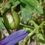 Sisyrinchium montanum fruit picture by Else Nolden (cc-by-sa)