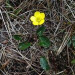 Ranunculus peruvianus habit picture by Fabien Anthelme (cc-by-sa)