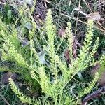 Lepidium bonariense flower picture by cabana carlos manuel (cc-by-sa)