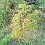Sambucus ebulus habit picture by Jiří Vilím (cc-by-sa)