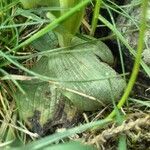 Ophrys sicula leaf picture by bas yves (cc-by-sa)