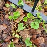 Malva pusilla habit picture by Caw Vus (cc-by-sa)
