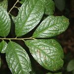 Symplocos panamensis leaf picture by Nelson Zamora Villalobos (cc-by-nc)
