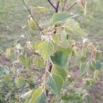 Betula nana leaf picture by Hanspeter Prosch (cc-by-sa)