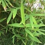 Bambusa vulgaris leaf picture by arundina (cc-by-sa)