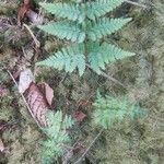 Dryopteris expansa habit picture by Ryan Fogerty (cc-by-sa)