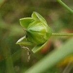 Linum usitatissimum fruit picture by Pierre LEON (cc-by-sa)