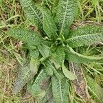 Dipsacus sativus habit picture by Bambini Maurizio (cc-by-sa)