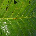 Pentagonia costaricensis leaf picture by Nelson Zamora Villalobos (cc-by-nc)
