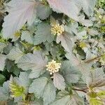 Physocarpus opulifolius leaf picture by Jacques D (cc-by-sa)
