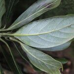 Beilschmiedia tilaranensis leaf picture by Nelson Zamora Villalobos (cc-by-nc)