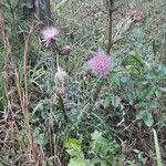 Cirsium horridulum habit picture by Eli Small (cc-by-sa)