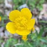 Ranunculus aduncus flower picture by Francois Mansour (cc-by-sa)