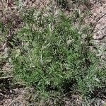 Tephrosia virginiana habit picture by Eli Small (cc-by-sa)