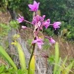 Spathoglottis plicata flower picture by Sam Gagne (cc-by-sa)