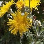 Andryala pinnatifida flower picture by Florido (cc-by-sa)