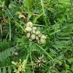 Astragalus cicer fruit picture by Лазарев Игорь (cc-by-sa)
