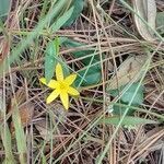 Hypoxis juncea leaf picture by cthulhu mittens (cc-by-sa)