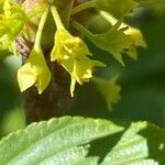Rhamnus alpina flower picture by Francois Mansour (cc-by-sa)