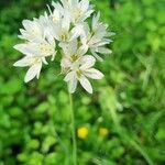 Nothoscordum gracile flower picture by Bernadette Rocco (cc-by-sa)