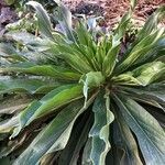 Echium simplex leaf picture by mun mel (cc-by-sa)