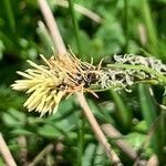 Carex caryophyllea flower picture by Serge Beuchat (cc-by-sa)
