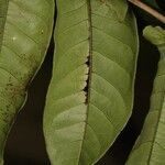 Vismia sessilifolia leaf picture by R. Tournebize (cc-by-sa)