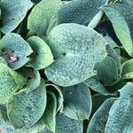 Hosta sieboldiana leaf picture by Braga Mario (cc-by-sa)
