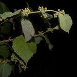 Ayenia micrantha leaf picture by Nelson Zamora Villalobos (cc-by-nc)