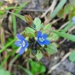 Veronica triphyllos flower picture by Karolin Bader (cc-by-sa)