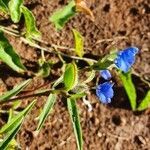 Commelina latifolia fruit picture by susan brown (cc-by-sa)