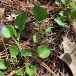Viola adunca leaf picture by Marilyse Goulet (cc-by-sa)