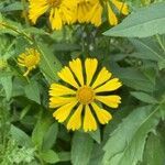 Helenium autumnale flower picture by liesbeth langerak (cc-by-sa)