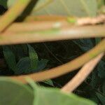 Macropharynx renteriae leaf picture by Nelson Zamora Villalobos (cc-by-nc)