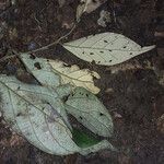 Licania membranacea leaf picture by Lisa Moreno (cc-by-sa)
