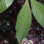 Talisia sylvatica leaf picture by Lisa Moreno (cc-by-sa)